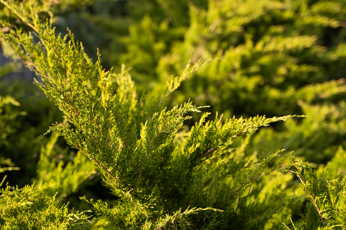 A Simple Guide to Buying Cedars for Your Lower Mainland Hedge