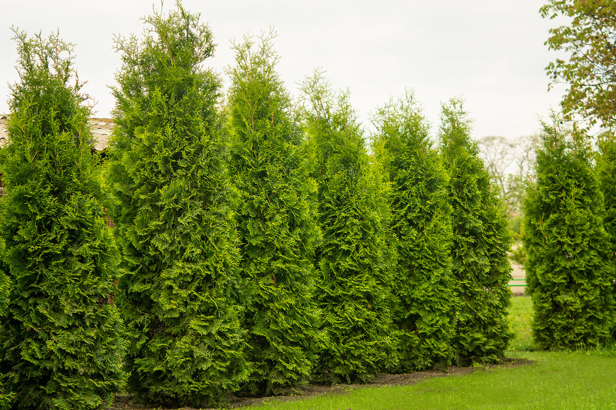 Advantages of Evergreen Hedges Instead of Fences