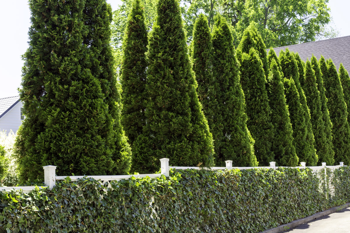 Are Emerald Cedars (Smaragd) Fast Growing?