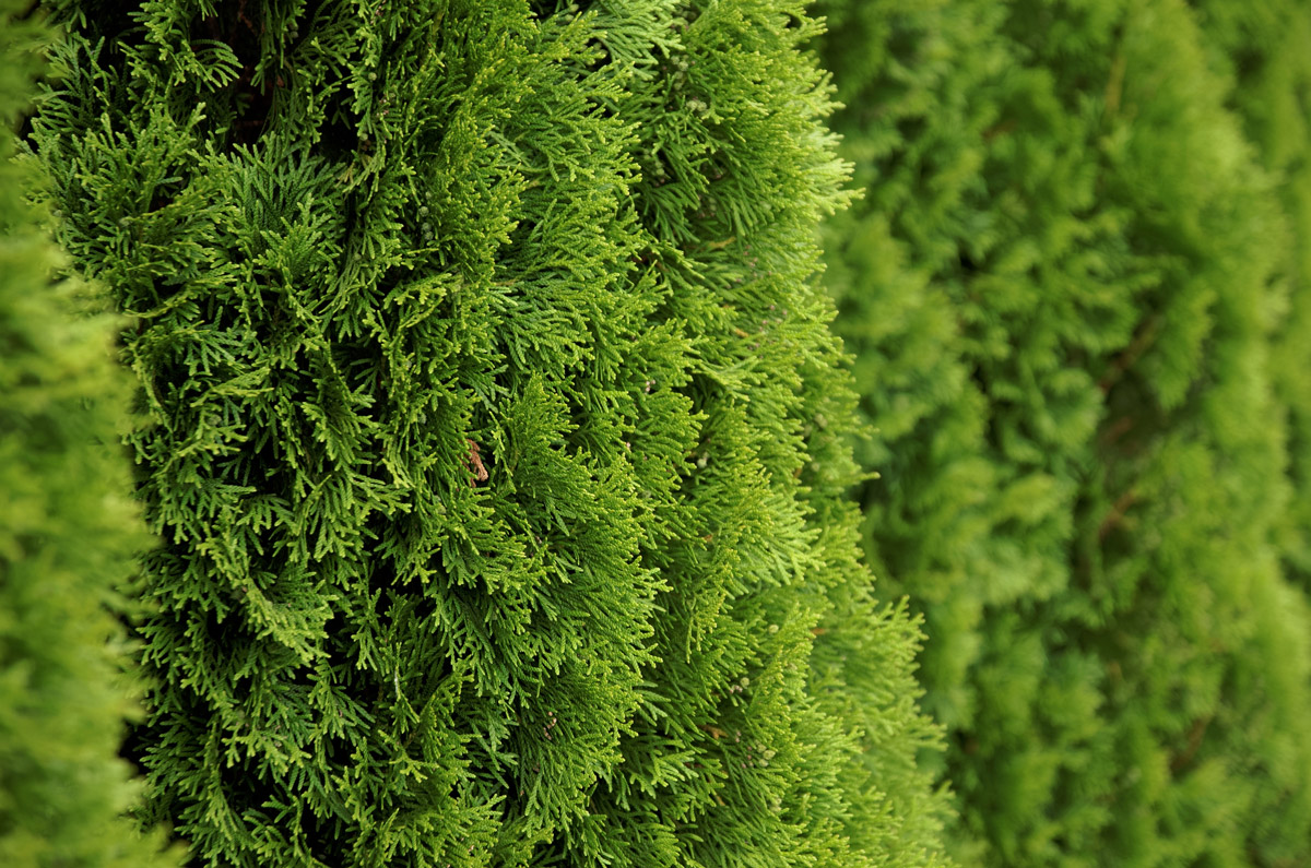 Choosing the Right Cedars for Hedges