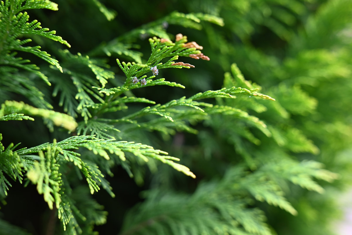 Questions to Ask Yourself When Choosing Between Emerald Cedars and Western Red Cedars for Your Hedge