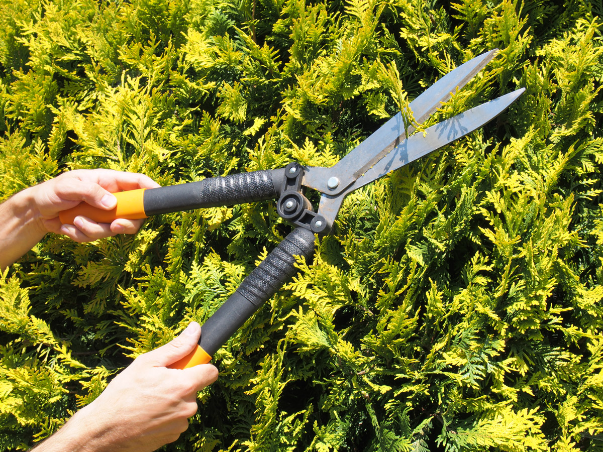 Should You Prune a Cedar in the Spring