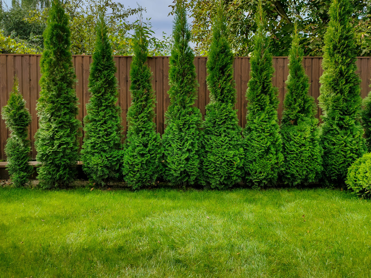 Spacing Considerations for Planting Hedge Cedars