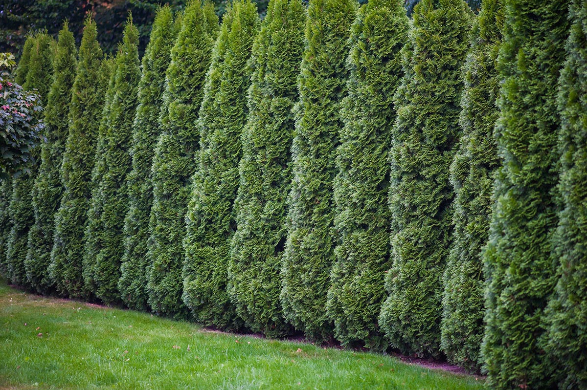 Tips on Spacing Your Cedar Hedge When Planting