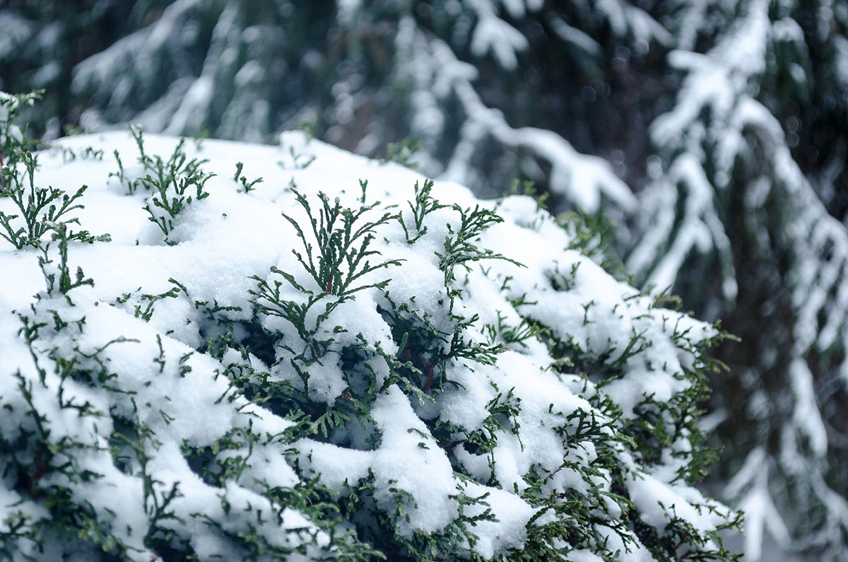 Tips on Winterizing your New Cedar Hedge