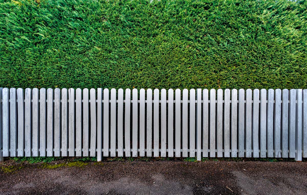 Using Cedar Hedges Reduce Street Noise for Homes in Greater Vancouver
