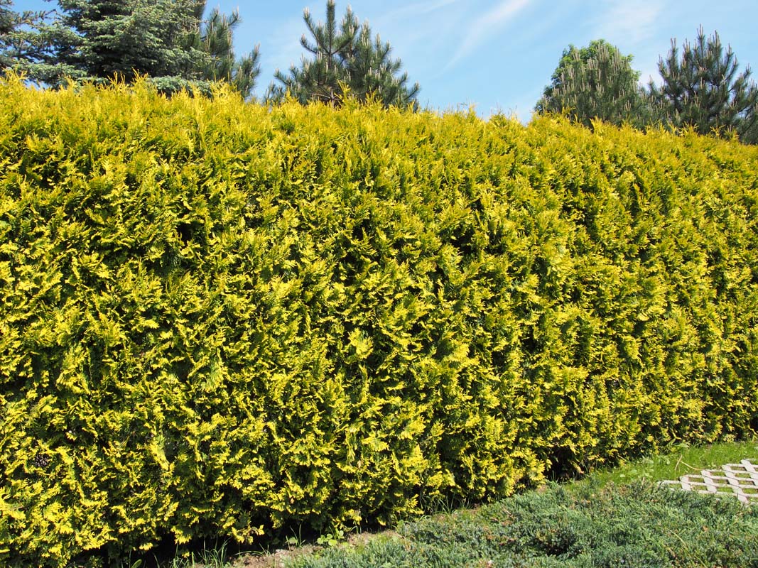 What Cedar Varieties Suit the Fraser Valley the Best for Hedging