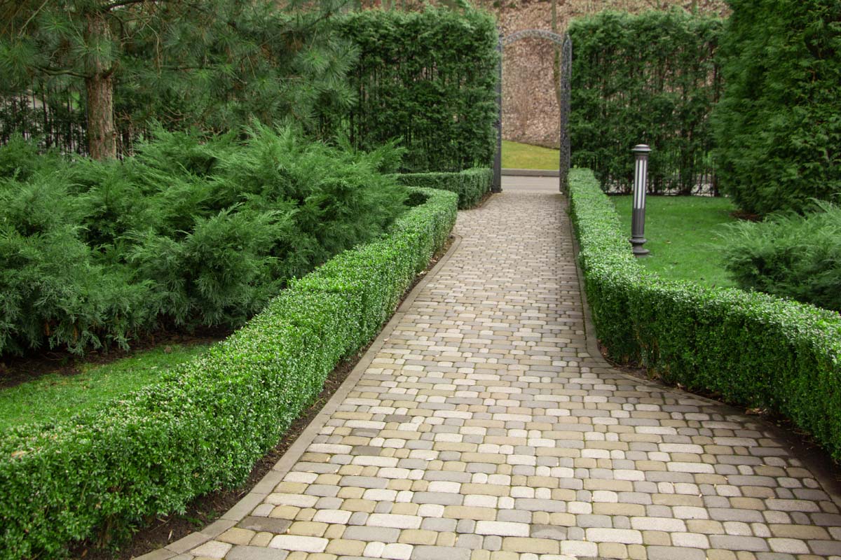 When Are Boxwoods a Better Choice Than Cedars for Hedging?