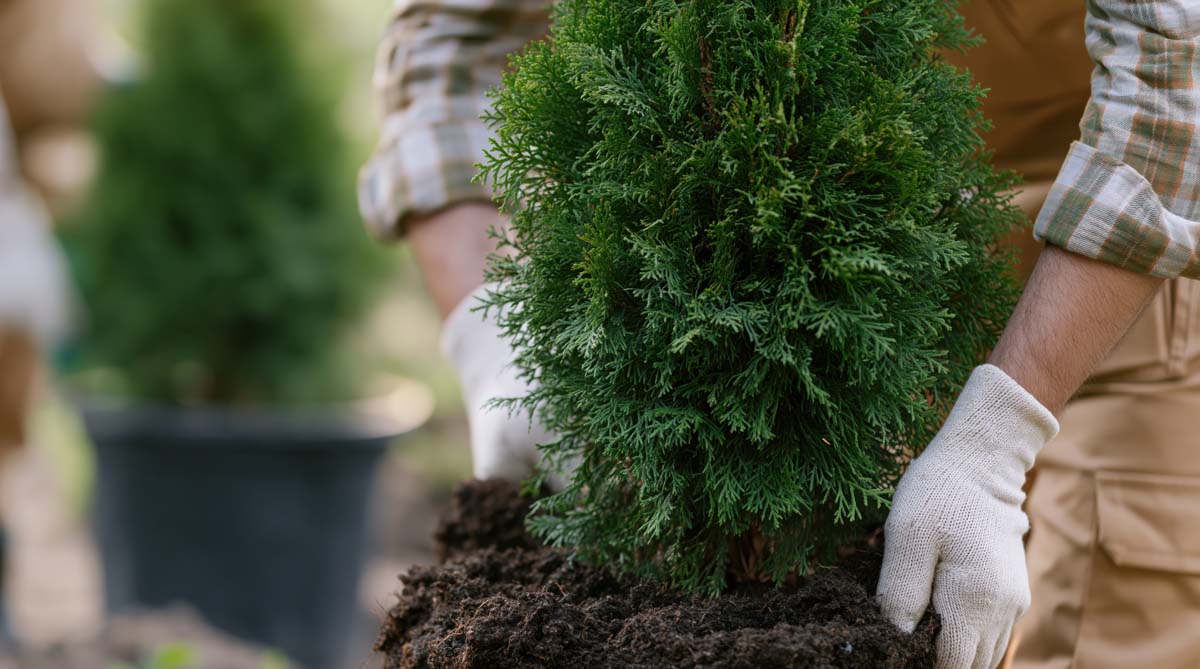 When Is Professional Cedar Installation Worth It?
