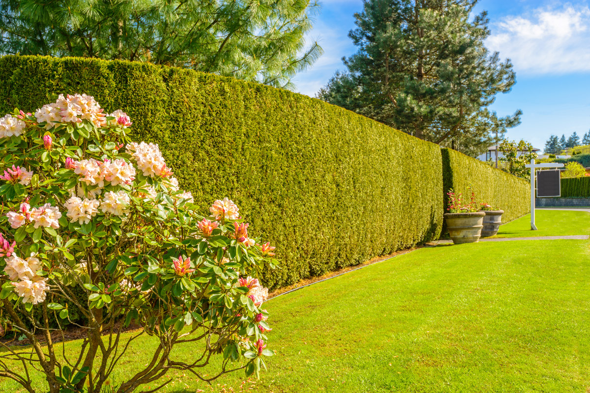 Why Evergreen Hedges Make a Better Boundary for Your Yard Than Fencing