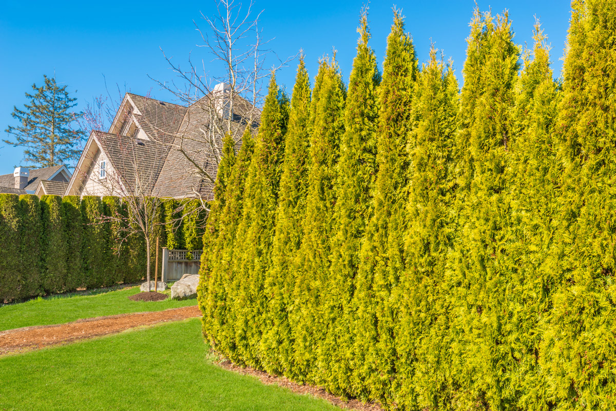 Why Hedge Cedars Are a Great Natural Privacy Solution