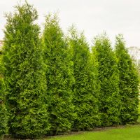 Advantages of Evergreen Hedges Instead of Fences