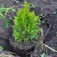 Can I Plant a Cedar Hedge in the Fall?