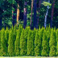 Cedar Hedges as Windbreaks