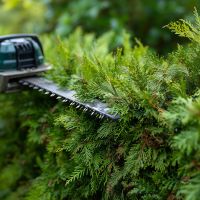 Hedge Maintenance During BC’s Rainy Winter
