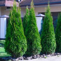 How Big Can Emerald ‘Smaragd’ Cedars Grow?