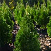 How Fast Do Cedar Hedges Grow?