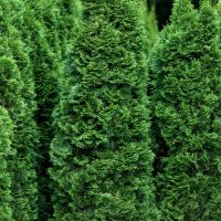 Planning Out Your New Cedar Hedge for your Lower Mainland Home.