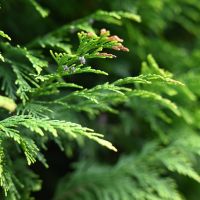 Questions to Ask Yourself When Choosing Between Emerald Cedars and Western Red Cedars for Your Hedge