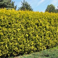 What Cedar Varieties Suit the Fraser Valley the Best for Hedging