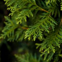 What Makes for a Good Cedar Tree Farm?