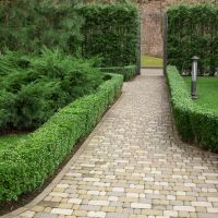 When Are Boxwoods a Better Choice Than Cedars for Hedging?