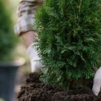 When Is Professional Cedar Installation Worth It?