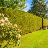 Why Evergreen Hedges Make a Better Boundary for Your Yard Than Fencing